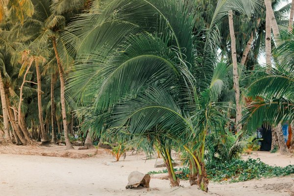Une histoire de romance: croisières tout compris pour les couples